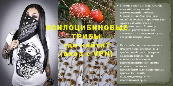прущие грибы Алзамай
